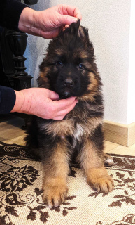 Foto №1. deutscher schäferhund - zum Verkauf in der Stadt Kiew | 435€ | Ankündigung № 5121