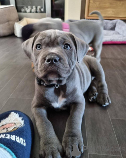 Foto №4. Ich werde verkaufen amerikanischer staffordshire terrier in der Stadt Paris. quotient 	ankündigung, züchter - preis - 700€