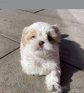 Foto №3. Shih Tzu. USA