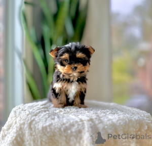 Foto №2 zu Ankündigung № 172893 zu verkaufen yorkshire terrier - einkaufen Tschechische Republik züchter