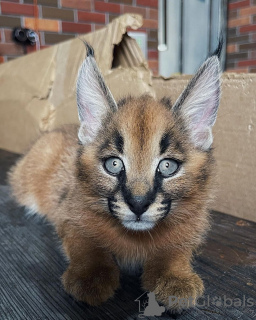 Foto №3. Geweldig karakale kat voor lokale adoptie. Guadeloupe