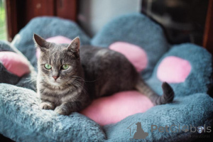 Foto №4. Ich werde verkaufen  in der Stadt Chimki. aus dem tierheim - preis - Frei