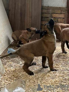 Foto №1. belgischer schäferhund - zum Verkauf in der Stadt Belgrad | verhandelt | Ankündigung № 164831