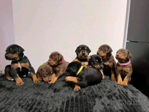 Foto №1. dobermann - zum Verkauf in der Stadt Флорида Сити | 1063€ | Ankündigung № 138955