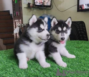 Foto №1. siberian husky - zum Verkauf in der Stadt Bad Soden-Salmünster | Frei | Ankündigung № 85099