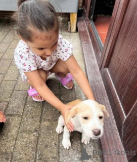 Foto №2 zu Ankündigung № 160015 zu verkaufen beagle - einkaufen Lettland quotient 	ankündigung