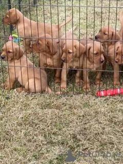 Foto №4. Ich werde verkaufen labrador retriever in der Stadt Houston. quotient 	ankündigung, vom kindergarten, aus dem tierheim, züchter - preis - 663€