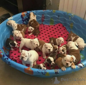 Foto №1. englische bulldogge - zum Verkauf in der Stadt Brandenburg | verhandelt | Ankündigung № 162238