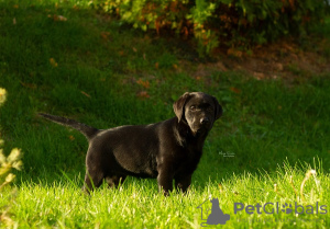 Foto №1. labrador retriever - zum Verkauf in der Stadt Бачка-Паланка | verhandelt | Ankündigung № 123394