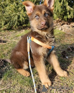 Foto №2 zu Ankündigung № 137134 zu verkaufen deutscher schäferhund - einkaufen Deutschland aus dem tierheim