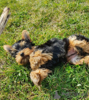 Foto №2 zu Ankündigung № 133378 zu verkaufen yorkshire terrier - einkaufen Deutschland quotient 	ankündigung