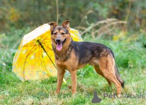 Foto №3. Alex, ein junger, kleiner, schüchterner Kerl sucht ein Zuhause.. Russische Föderation