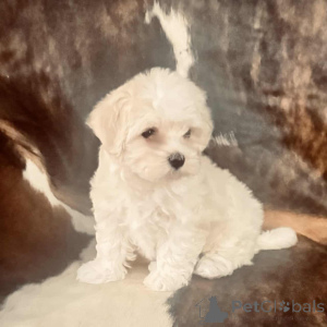 Foto №1. maltipu - zum Verkauf in der Stadt Hessisch Lichtenau | 900€ | Ankündigung № 150143