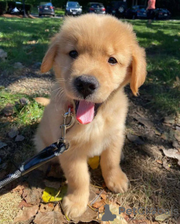 Foto №3. Gesunde, süße Golden Retriever-Welpen stehen jetzt zum Verkauf. Niederlande