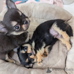 Foto №1. chihuahua - zum Verkauf in der Stadt Helsinki | 750€ | Ankündigung № 163152