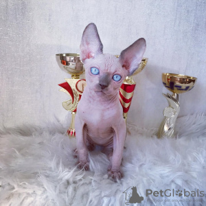 Foto №3. Se Venden Gatos Sphynx Sanos. Spanien