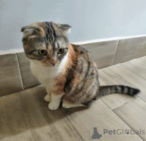Foto №1. schottische faltohrkatze - zum Verkauf in der Stadt Moskova | Frei | Ankündigung № 170251