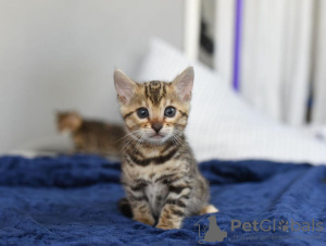 Foto №2 zu Ankündigung № 114890 zu verkaufen bengal katzenrasse - einkaufen USA quotient 	ankündigung