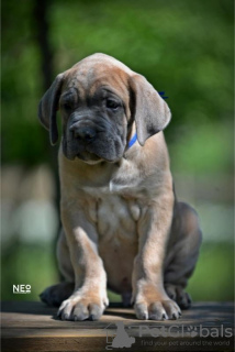 Foto №3. Cane Corso-Welpen. Serbien