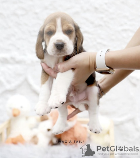 Foto №2 zu Ankündigung № 99469 zu verkaufen beagle - einkaufen Deutschland quotient 	ankündigung, vom kindergarten, aus dem tierheim