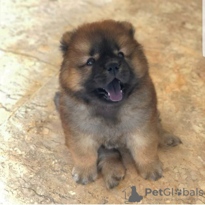 Foto №2 zu Ankündigung № 119887 zu verkaufen chow-chow - einkaufen Slowenien quotient 	ankündigung