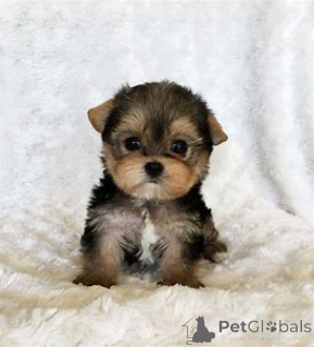 Foto №3. Chiots Yorkshire Terrier zu verkaufen. Frankreich