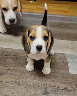 Foto №4. Ich werde verkaufen beagle in der Stadt Köln. quotient 	ankündigung - preis - 360€