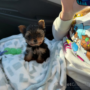 Foto №1. yorkshire terrier - zum Verkauf in der Stadt Berlin | verhandelt | Ankündigung № 168620