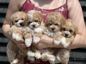 Foto №2 zu Ankündigung № 145740 zu verkaufen maltipu - einkaufen Moldawien quotient 	ankündigung