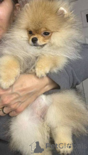 Foto №3. Pomeranian Spitz Teddybär. Serbien