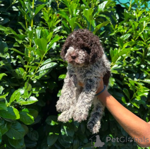 Foto №3. Lagotto Romagnolo Welpen. Serbien