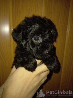 Foto №2 zu Ankündigung № 8779 zu verkaufen  - einkaufen Ukraine quotient 	ankündigung