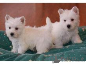 Foto №1. west highland white terrier - zum Verkauf in der Stadt Амстердам | verhandelt | Ankündigung № 108249