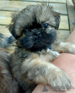 Foto №2 zu Ankündigung № 176229 zu verkaufen shih tzu - einkaufen Deutschland quotient 	ankündigung
