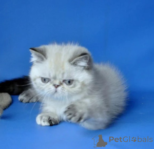 Foto №1. exotische kurzhaarkatze - zum Verkauf in der Stadt JoachimsHhal | 350€ | Ankündigung № 177646