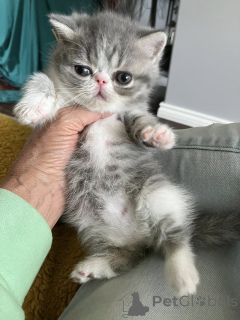 Foto №2 zu Ankündigung № 162399 zu verkaufen exotische kurzhaarkatze - einkaufen Belgien quotient 	ankündigung, züchter