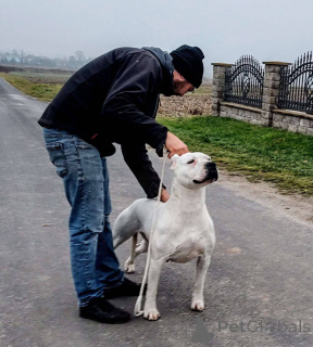 Foto №4. Ich werde verkaufen dogo argentino in der Stadt Rzeszów. züchter - preis - 1000€