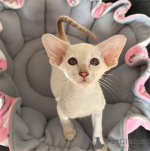 Foto №1. siamkatze - zum Verkauf in der Stadt Eschborn | 4€ | Ankündigung № 153766