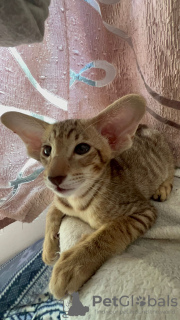 Foto №3. ORIENTALIEN. Israel