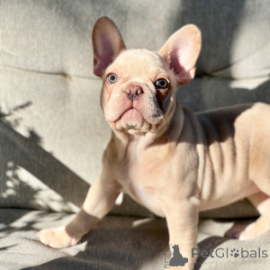 Foto №2 zu Ankündigung № 175374 zu verkaufen französische bulldogge - einkaufen USA quotient 	ankündigung