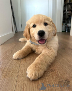 Foto №1. golden retriever - zum Verkauf in der Stadt Greven | 700€ | Ankündigung № 160526