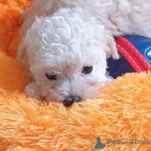 Foto №3. Teetasse maltesische Welpen zur Adoption. USA