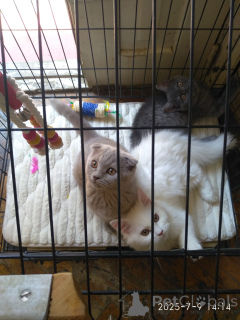 Foto №1. schottische faltohrkatze - zum Verkauf in der Stadt Tiflis | 319€ | Ankündigung № 146101