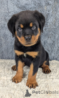 Foto №1. rottweiler - zum Verkauf in der Stadt Hallein | 550€ | Ankündigung № 160542