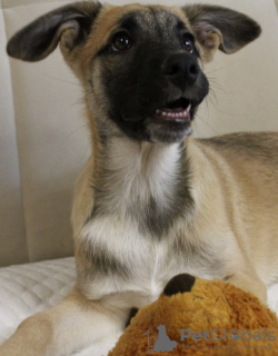 Foto №3. Hindu zu Ehren des Helden.. Russische Föderation