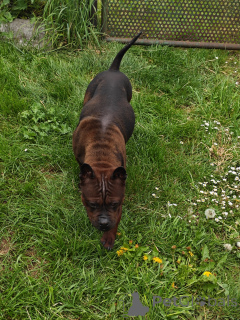 Foto №3. Chinesische Bulldogge, chinesische Bulldogge, Chinesische Bulldogge. Polen