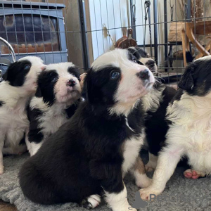 Foto №1. border collie - zum Verkauf in der Stadt Heidelberg | 379€ | Ankündigung № 127308