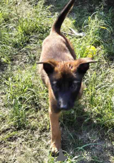 Foto №1. belgischer schäferhund - zum Verkauf in der Stadt Estancia | Frei | Ankündigung № 124692