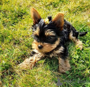 Foto №1. yorkshire terrier - zum Verkauf in der Stadt Bielefeld | 265€ | Ankündigung № 119347