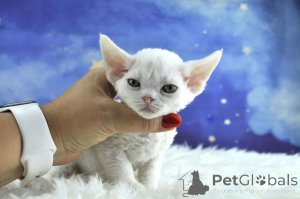 Foto №4. Ich werde verkaufen devon rex in der Stadt Brüssel. quotient 	ankündigung, züchter - preis - 500€